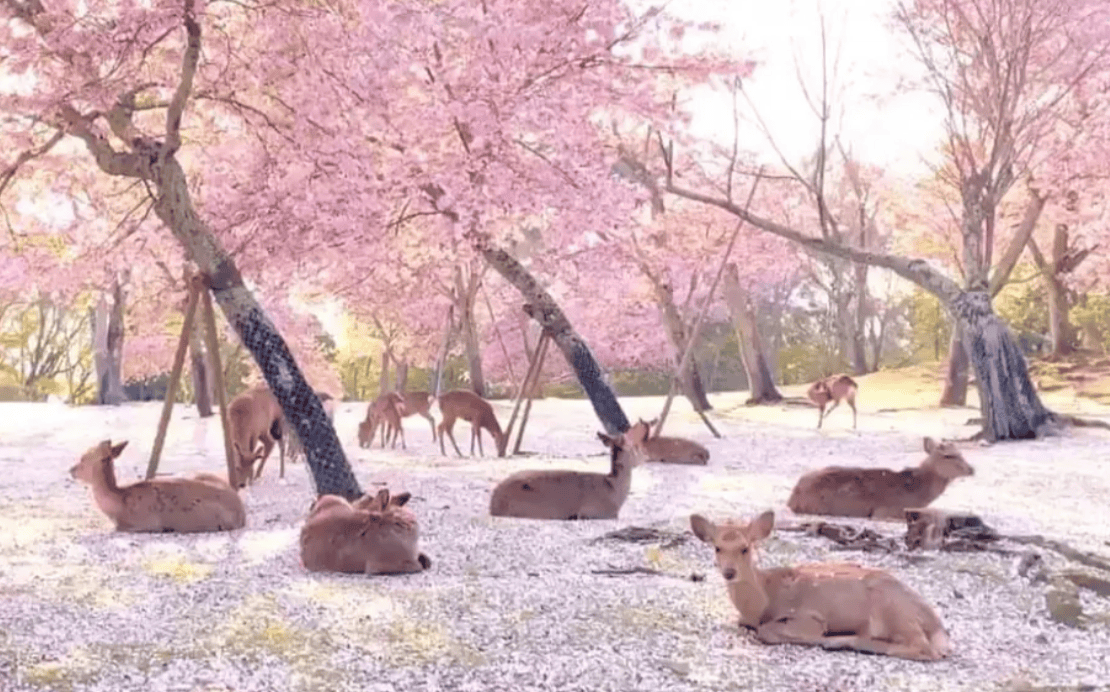 奈良赏樱｜1. 奈良公园